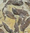 Fossil Fish (Gosiutichthys) Mortality Plate - Lake Gosiute #63968-2
